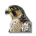 Falco pellegrino.png
