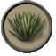 File:Agave.png