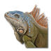 Iguana di Ron.png