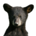 File:Piccolo orso nero.png