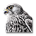 File:Falco bianco.png