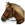 Quarter horse
