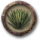 Raccogliere agave.png